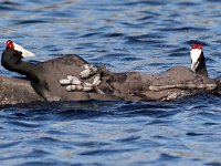 Waterbirds
